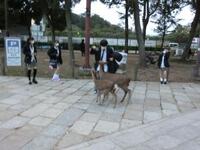 鹿（奈良公園）